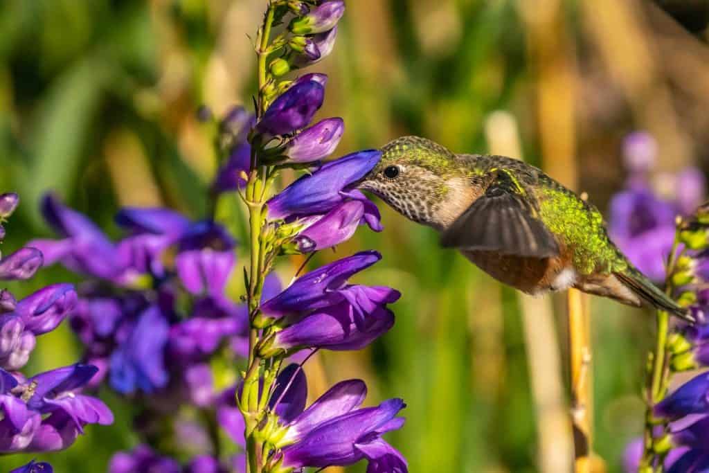 USA, New Mexico, Sandia Mountains. Female broad-tailed hummingbird feeding on penstemon blossoms.