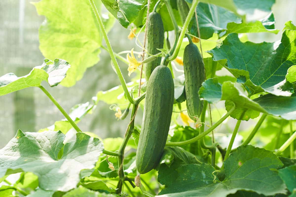 Up close photo of a Cucumber vine at the backyard garden