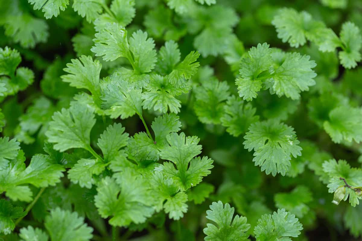 Up close photo of small cilantro leaves