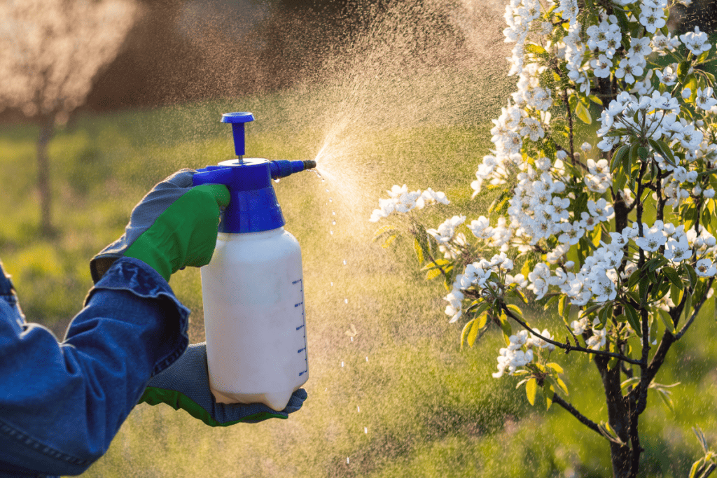 Using spray bottle with pesticide in orchard