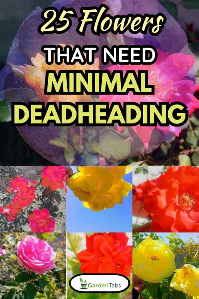 Variety of flowers in composition, 25 Flowers that Need Minimal Deadheading