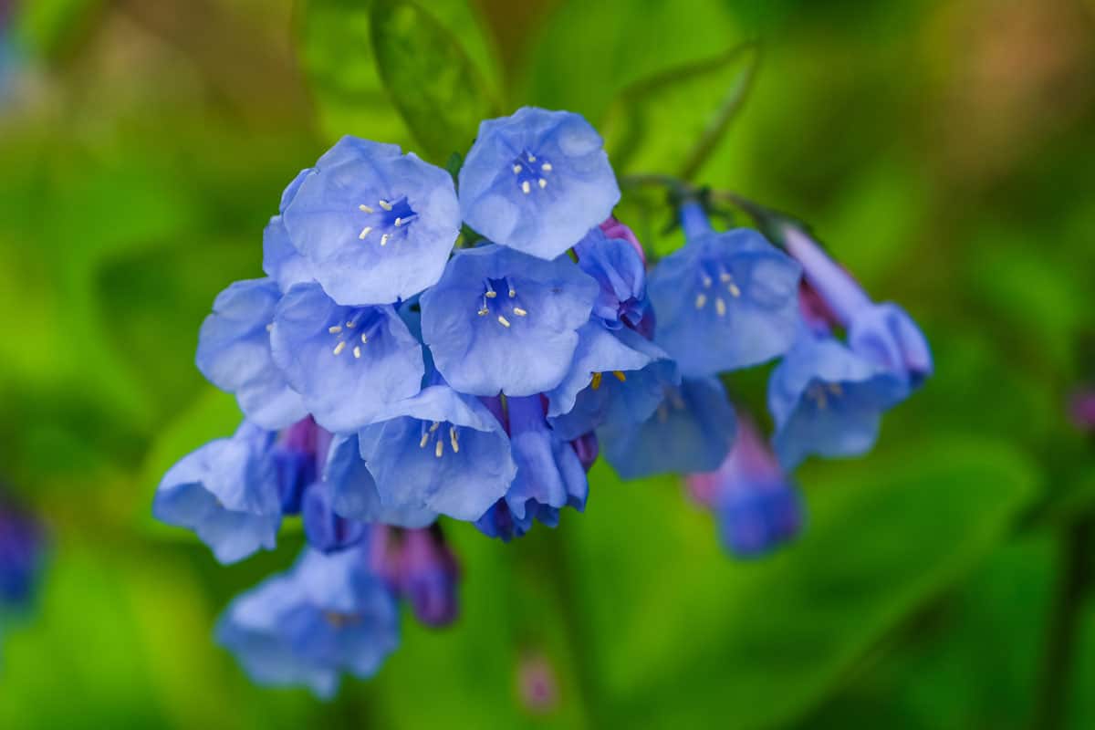 Bright petals of a Virginia Bluebells 