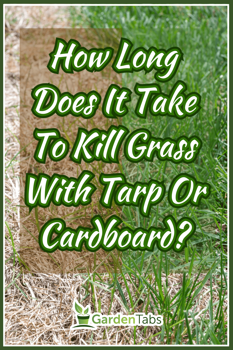 Visible distinction between healthy lawn and chemical burned grass. - How Long Does It Take To Kill Grass With Tarp Or Cardboard?