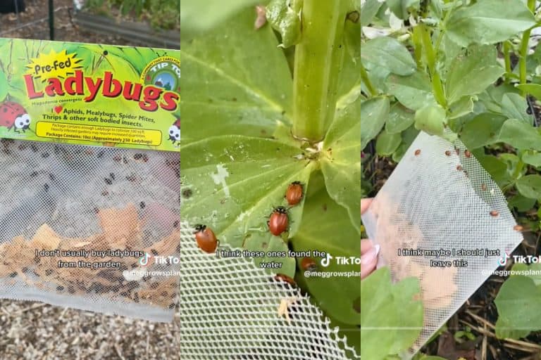 Screenshots of ladybugs crawling onto plants in garden