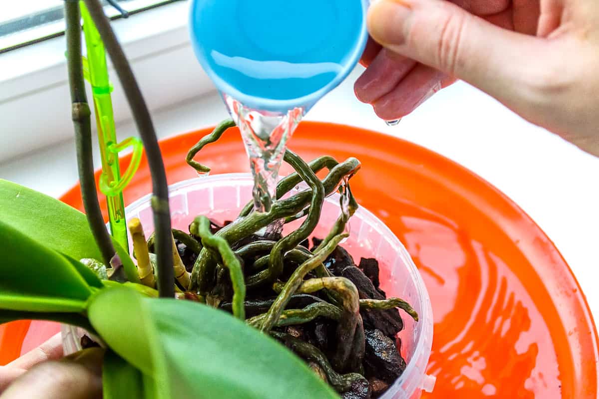 Woman pouring water on orchids