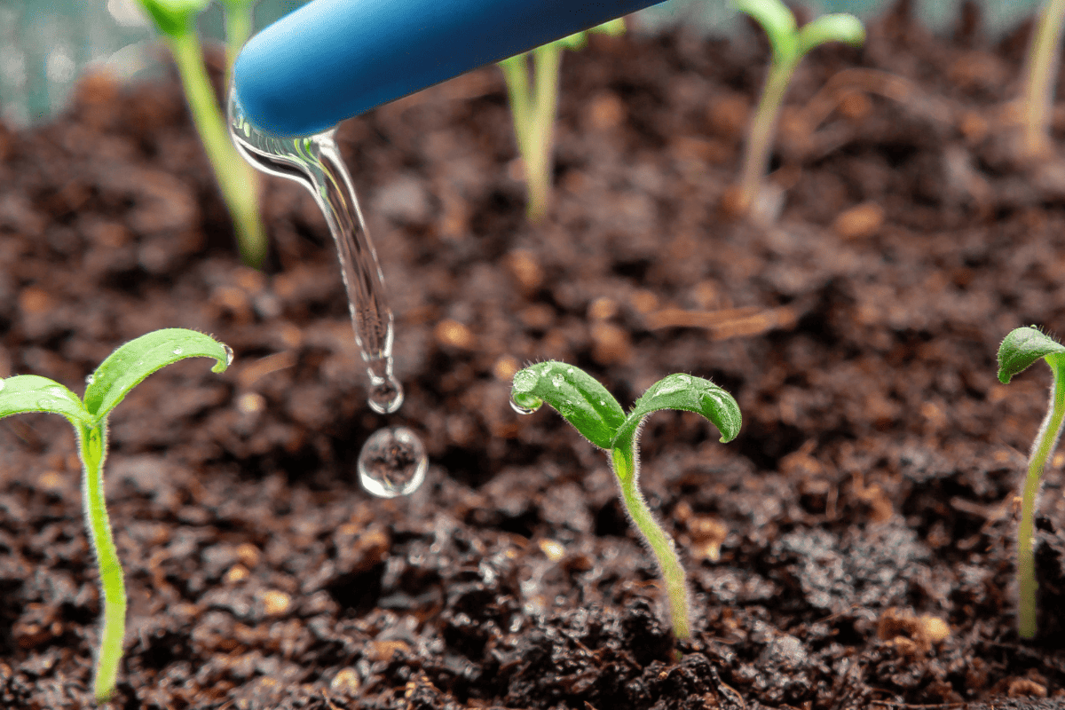 Watering young seedlings of tomatoes in in container