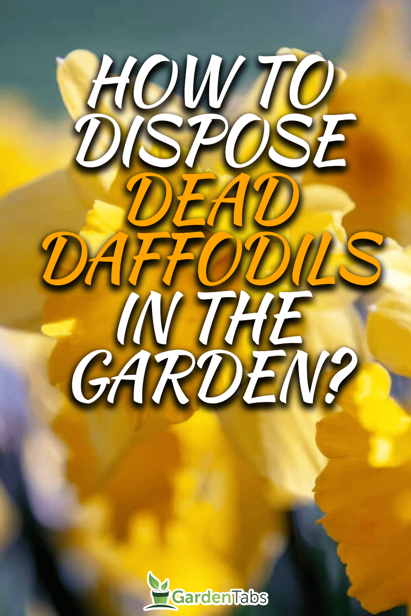 How to Dispose dead daffodils in the garden?