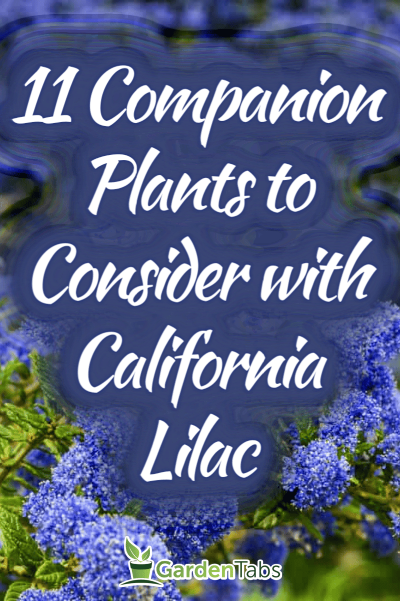 What To Plant With California Lilac [11 Companion Plants To Consider]