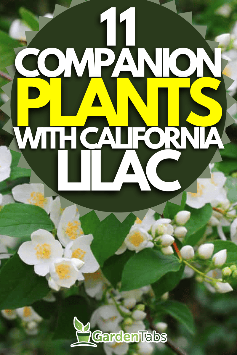 Mock orange tree flower blossoms in summer, What To Plant With California Lilac [11 Companion Plants To Consider]