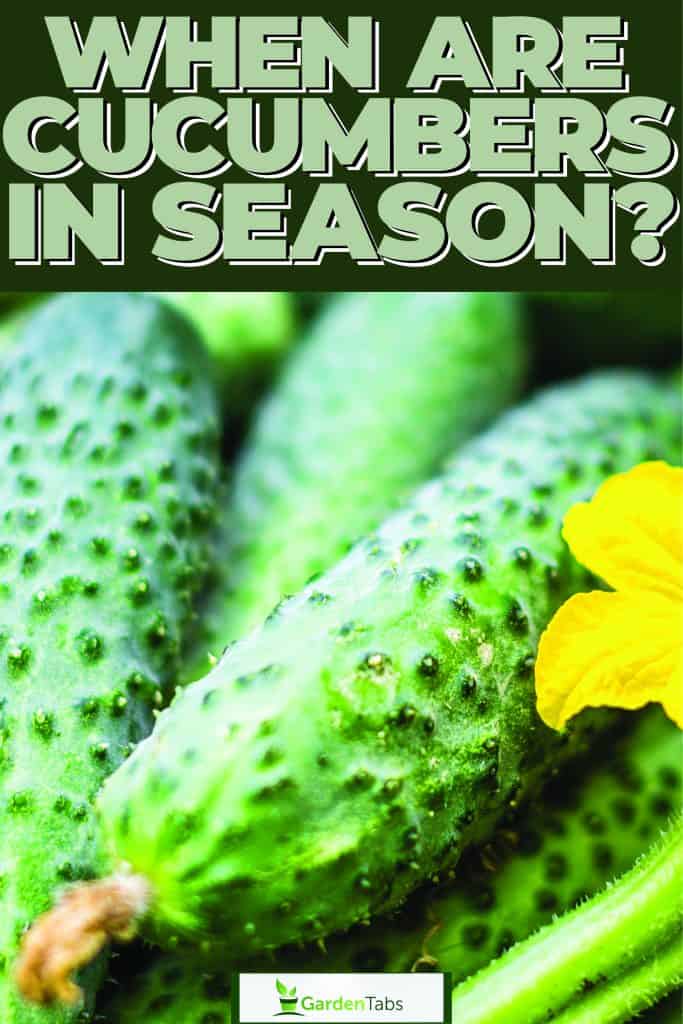 Farmer harvesting cucumbers in their garden plantation, When Are Cucumbers In Season?