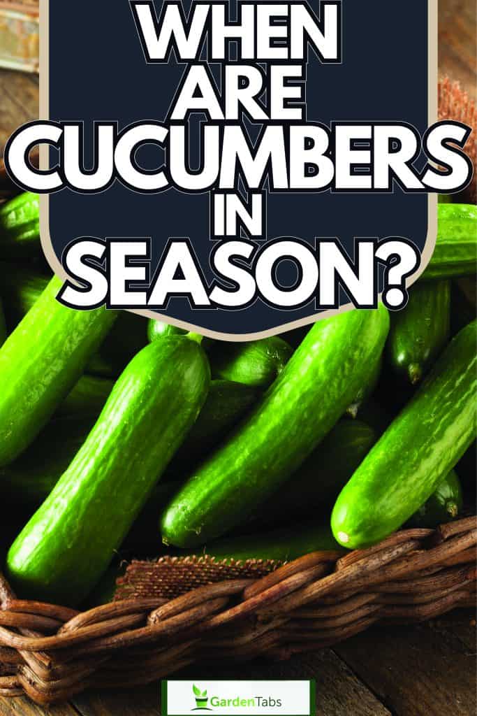 Farmer harvesting cucumbers in their garden plantation, When Are Cucumbers In Season?