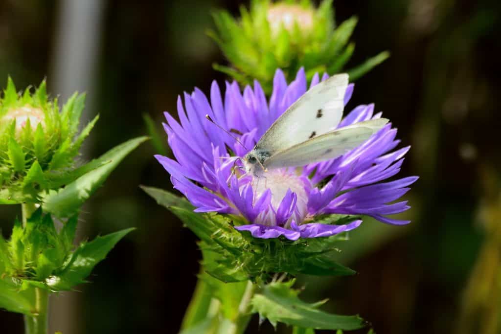 White Butterfly perched on Aster Daisy named Stokesia. A lovely blue flower in late summer.