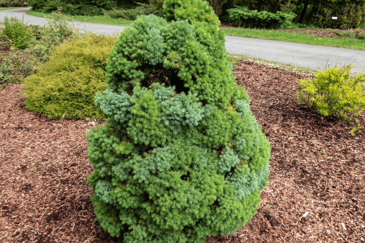 White spruce with conical shape and patchy blue green foliage growing in a garden