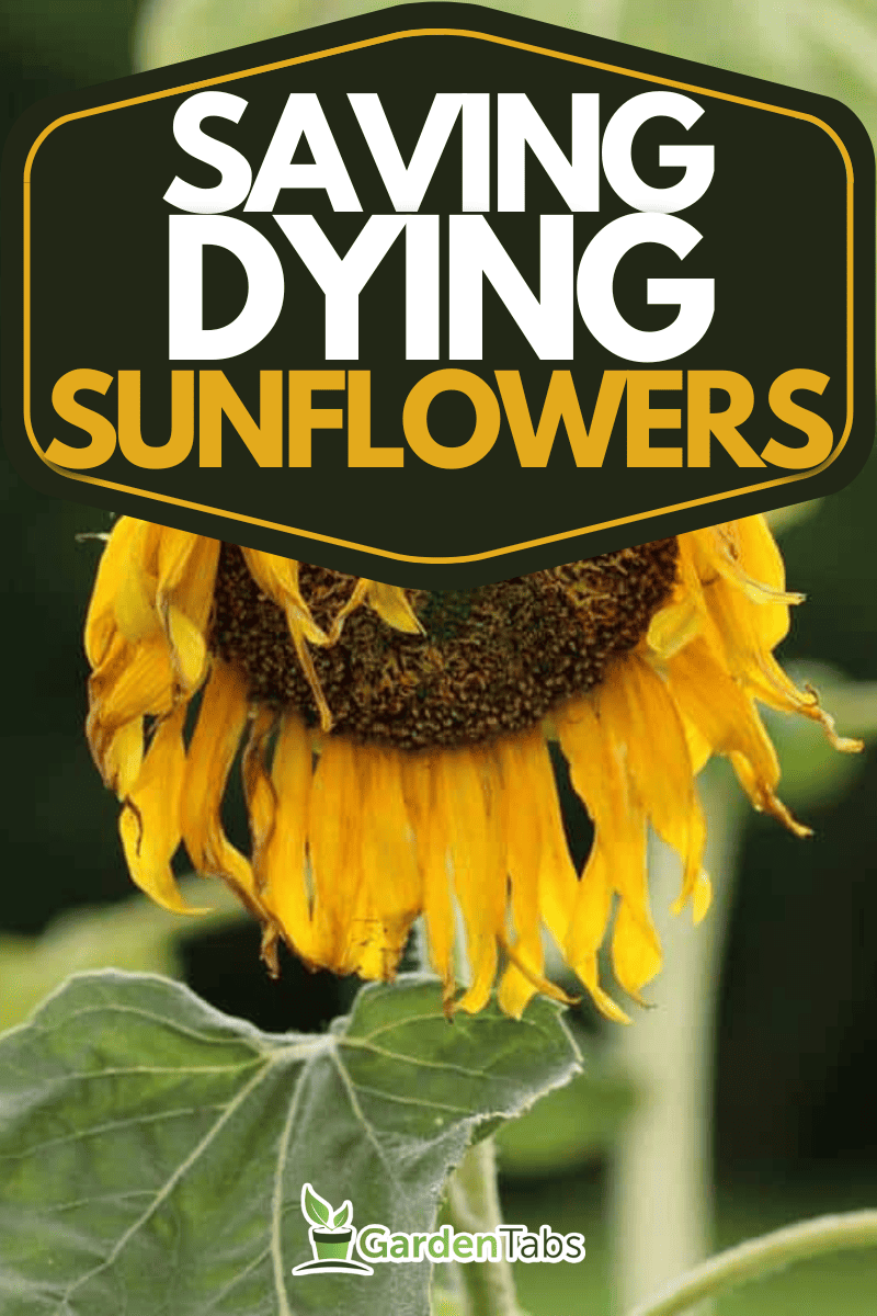 Why Are My Sunflowers Dying? [And How to Save Them]