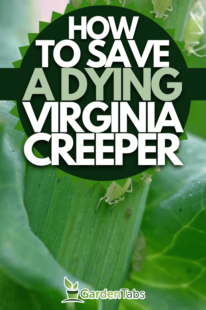 a kind of insects named aphid on the green plant, Why Is My Virginia Creeper Dying? [And What To Do]