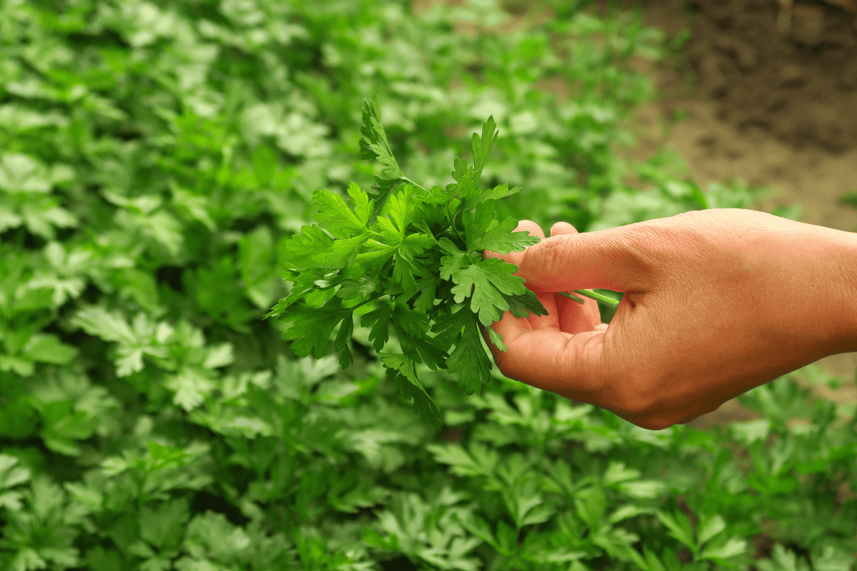 Woman collects parsley in the garden