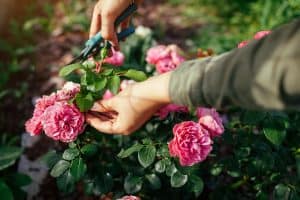 Woman deadheading dry leonardo da vinci rose in summer garden. Gardener cutting wilted spent flowers off with pruner., 25 Flowers that Need Minimal Deadheading