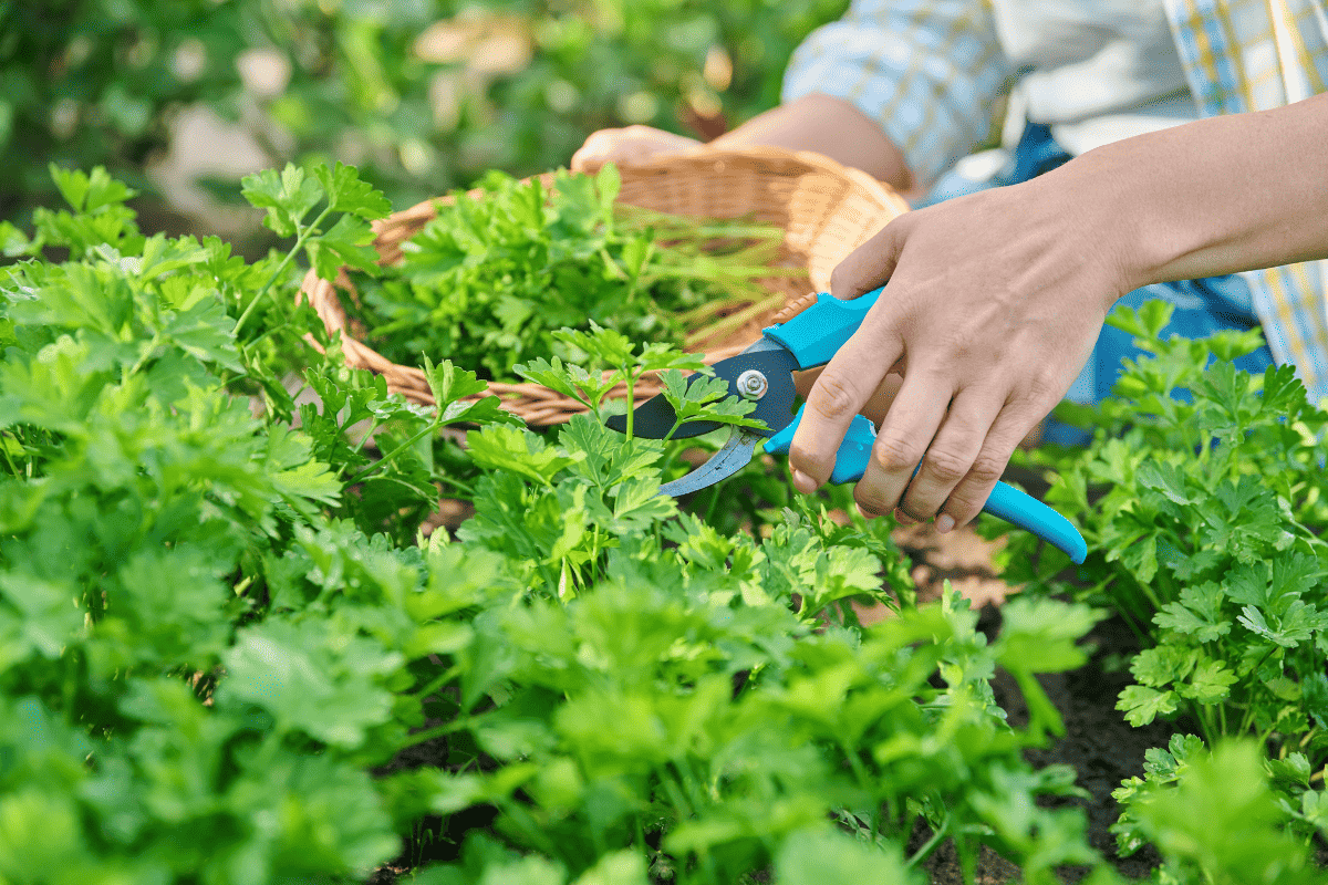 Woman hands with pruner cutting crop of fresh parsley