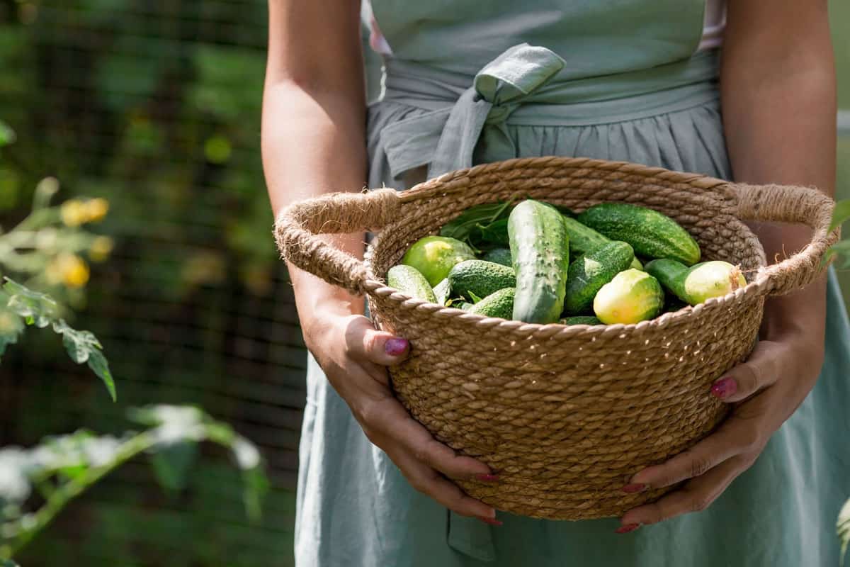 Woman harvesting cucumber