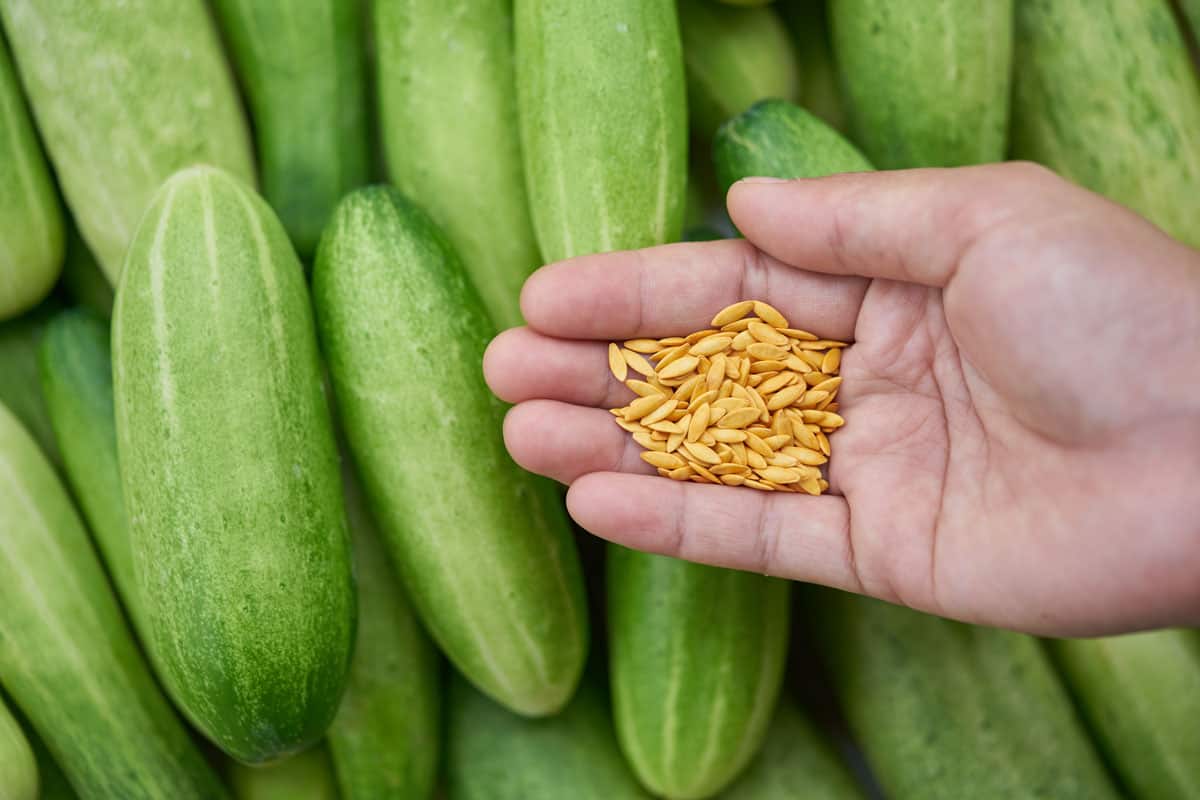 Woman holding a handful of cucumber seeds