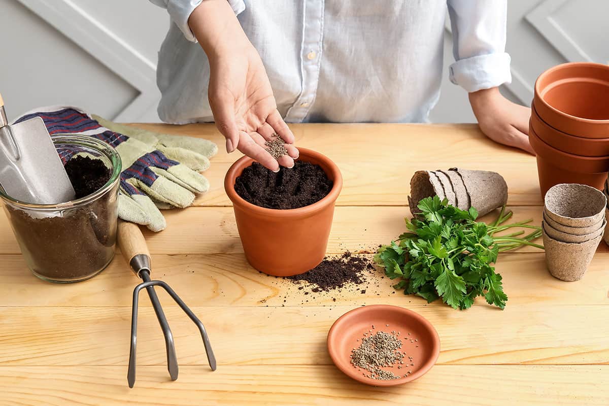 Woman sowing parsley seeds into soil on wooden table