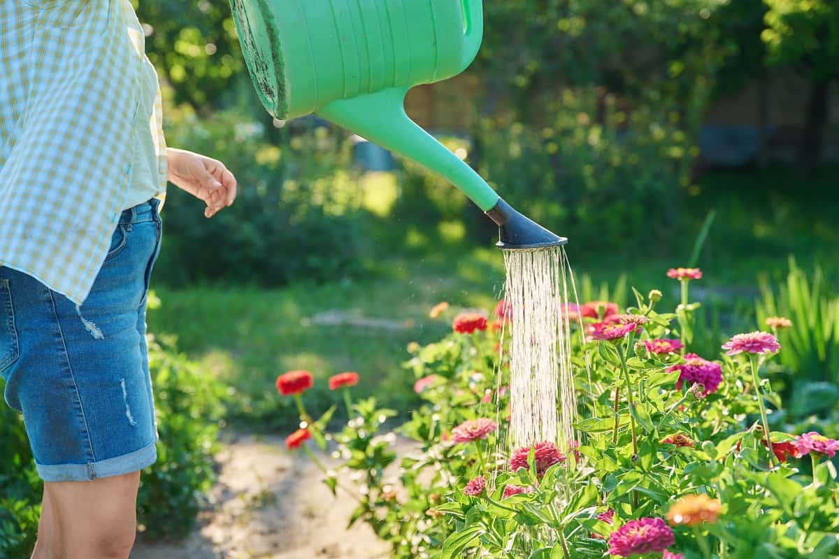 Woman watering zinnia flowers in garden from watering can