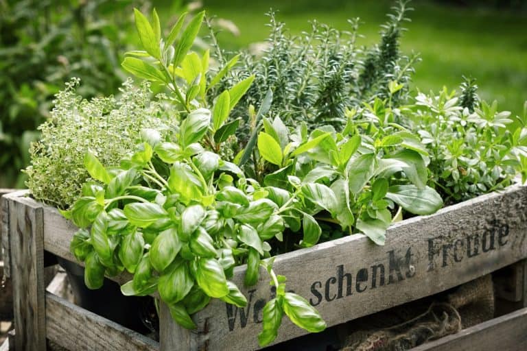 Wooden crate with a variety of fresh green potted culinary herbs growing outdoors in a backyard garden, The Magnificent 7: The Top 7 Herbs Every Gardener Needs
