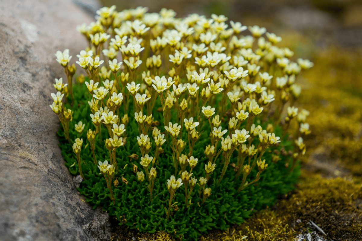 Yellow blooming plant called tufted saxifrage