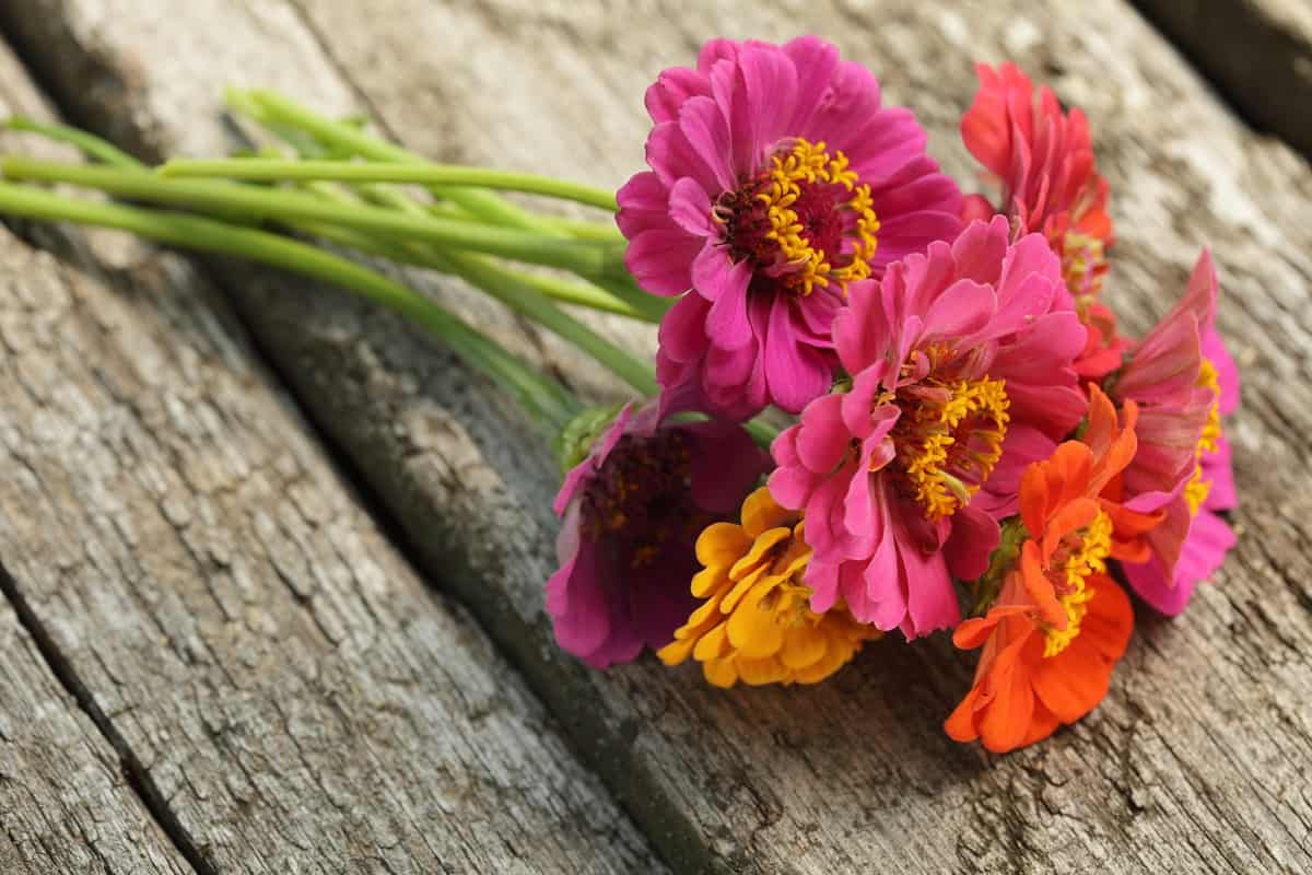 Zinnia flowers bouquet  Daisy, pink chamomile, autumn flowers bouquet isolated on wooden background