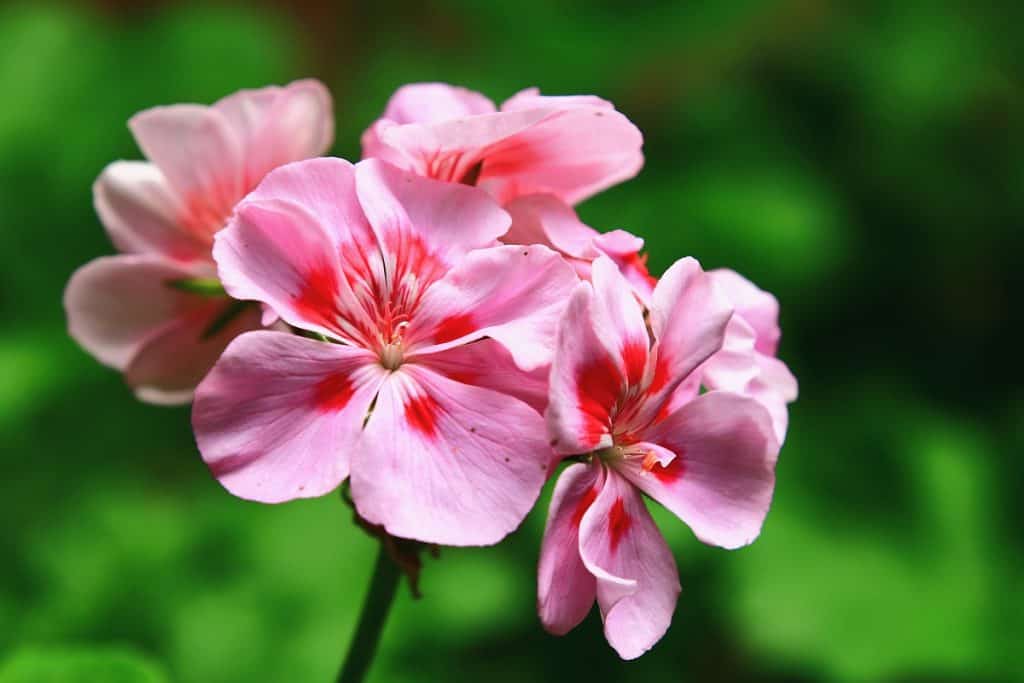 blooming colorful Fish Geranium(Zonal Geranium,House Geranium,Horseshoe Geranium) flowers,close-up of pink with red flowers blooming in the garden