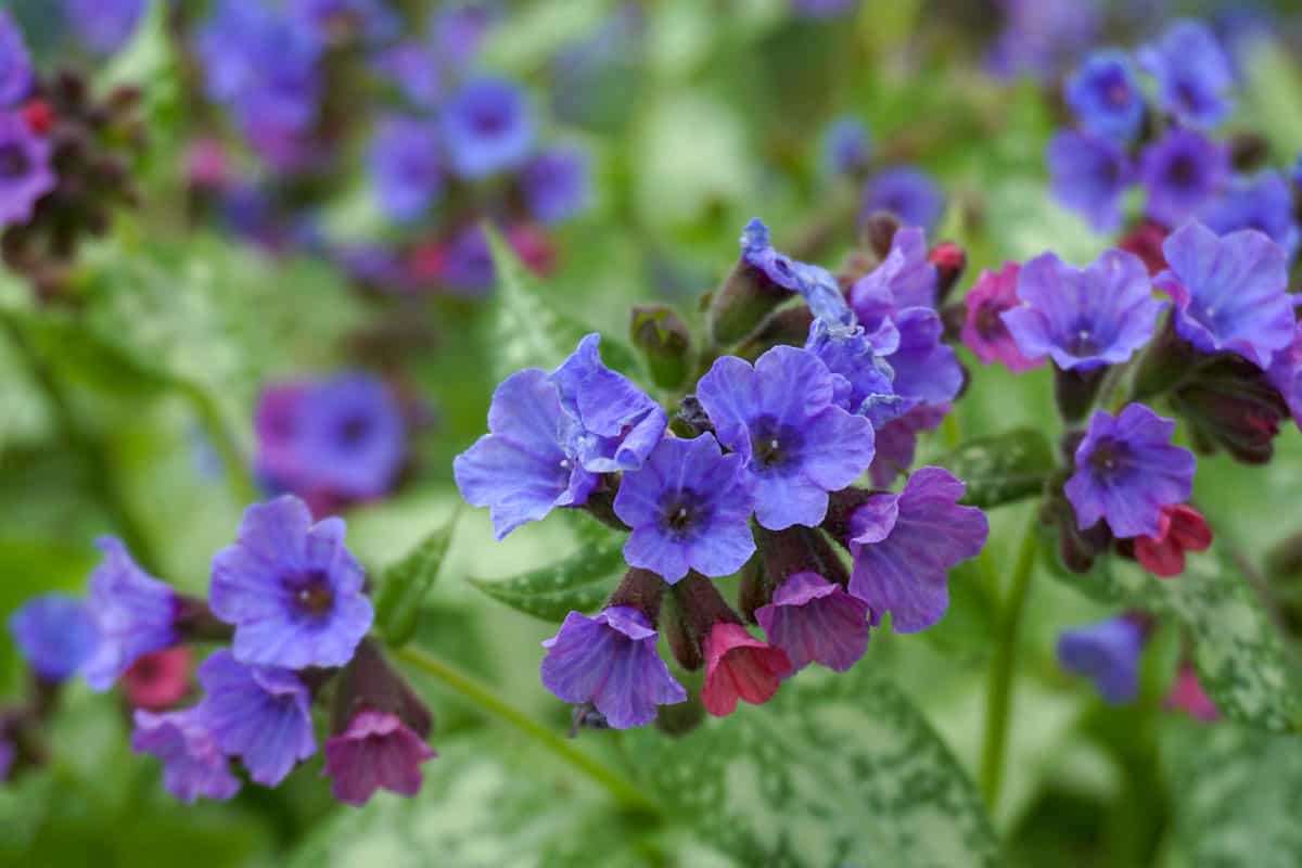 bright purple petals of a lungwort flower