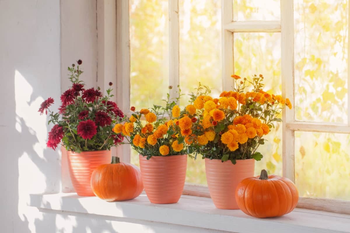 chrysanthemums and pumpkins on old white windowsill