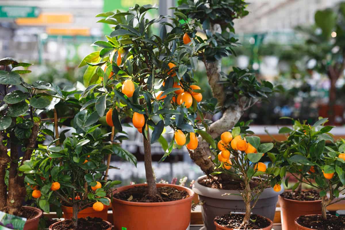 citrus dwarf trees mandarin and kumquat in garden center on shelves.