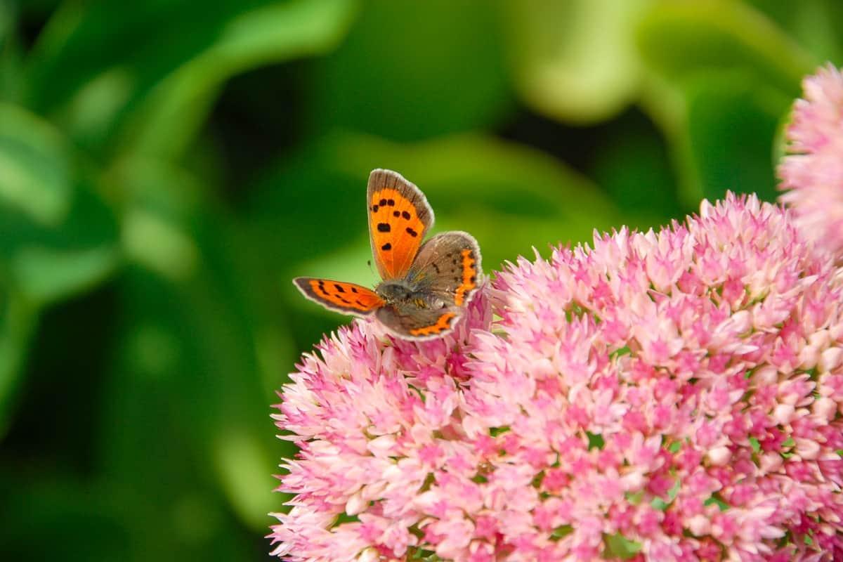 close up of an American copper butterfly resting on a pink sedum flower. feeding on flower. New England butterfly. Cute baby tiny butterfly