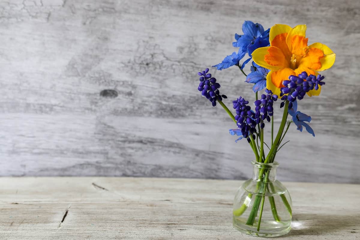 daffodils, muscari and delphiniums in a wooden background