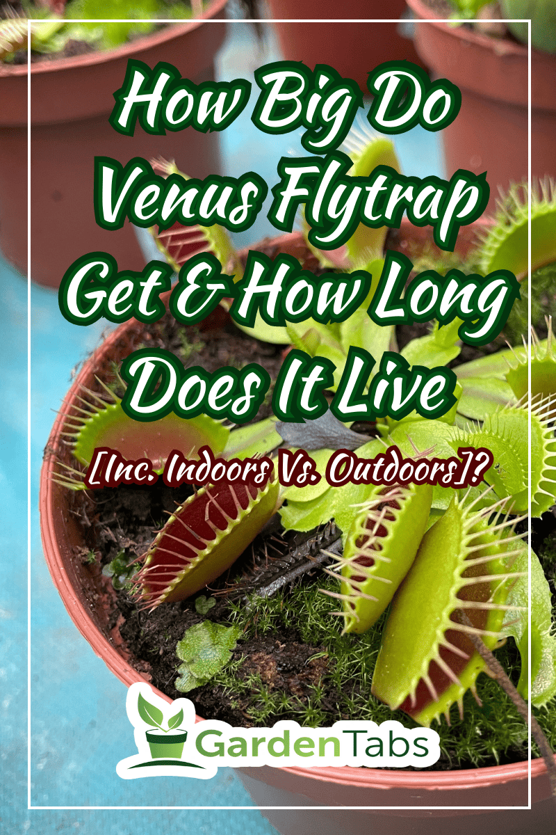 dionea venus flytrap plants mini in clay pot.  - How Big Do Venus Flytrap Get & How Long Does It Live [Inc. Indoors Vs. Outdoors]?
