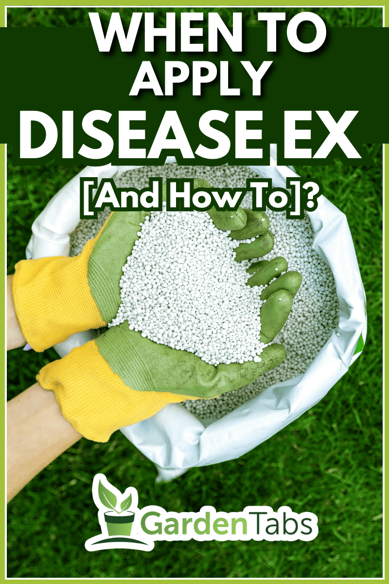 feeding lawn with granular fertilizer for perfect green grass. - When To Apply Disease Ex [And How To]?