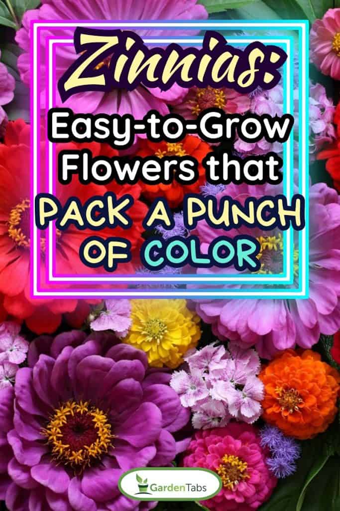 floral background, top view. garden flowers zinnia, ageratum, chamomile. summer natural backdrop. , Zinnias: Easy-to-Grow Flowers that Pack a Punch of Color