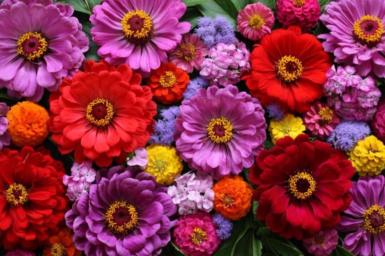 floral background, top view. garden flowers zinnia, ageratum, chamomile. summer natural backdrop.Zinnias: Easy-to-Grow Flowers that Pack a Punch of Color