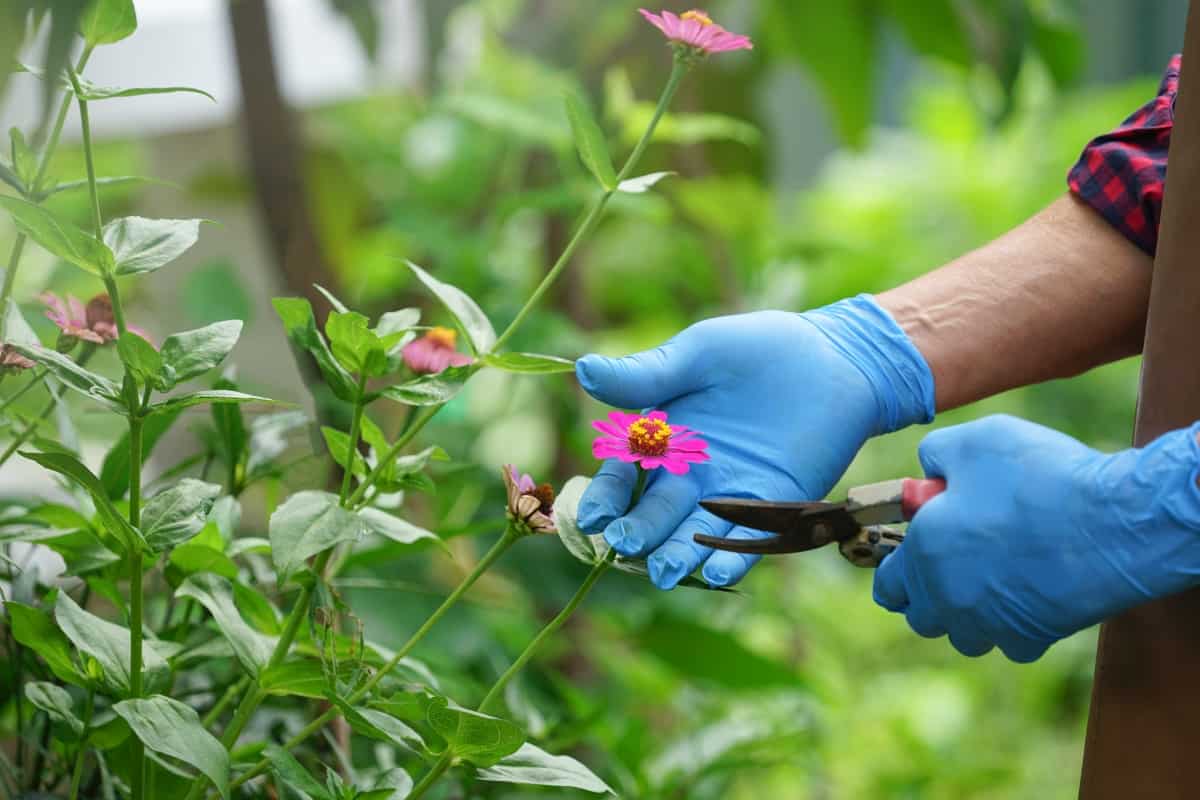 gardener decorating to cut deadheading zinnia flower for maintenance as a hobby to landscape design ornamental plants in the garden.