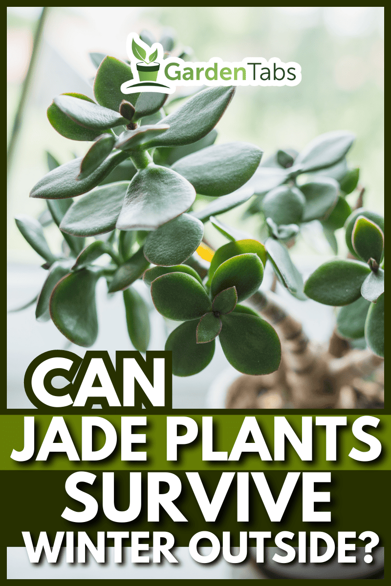 houseplant Crassula ovata jade plant money tree in white pot. - Can Jade Plants Survive Winter Outside?