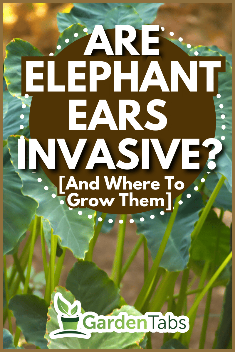 lush green elephant ear plants surrounded by other lush green trees and plants - Are Elephant Ears Invasive? [And Where To Grow Them]