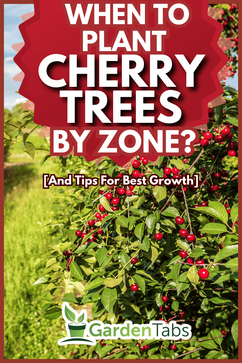 ripe, sweet cherries on the tree in the garden. - When To Plant Cherry Trees By Zone? [And Tips For Best Growth]