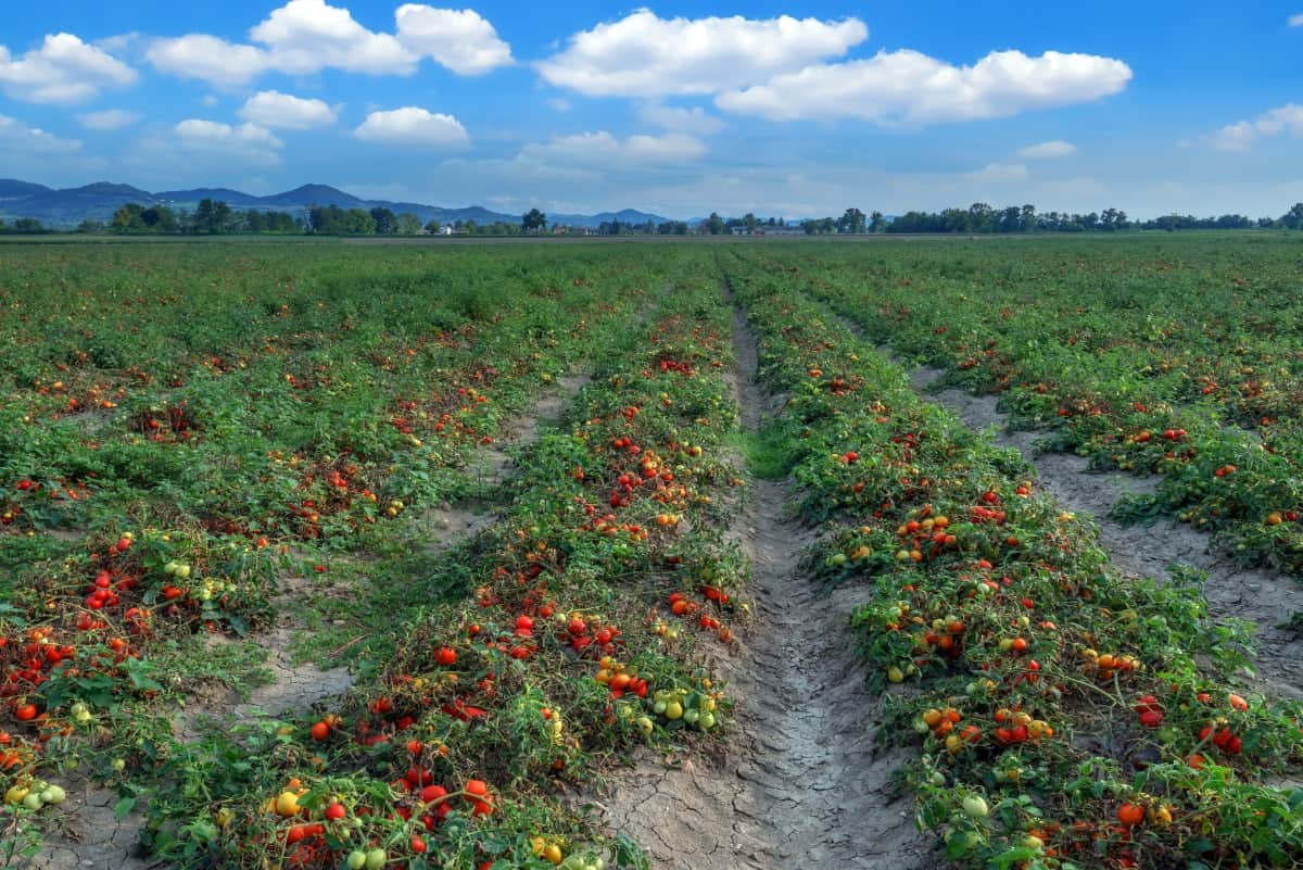 tomato field on summer day