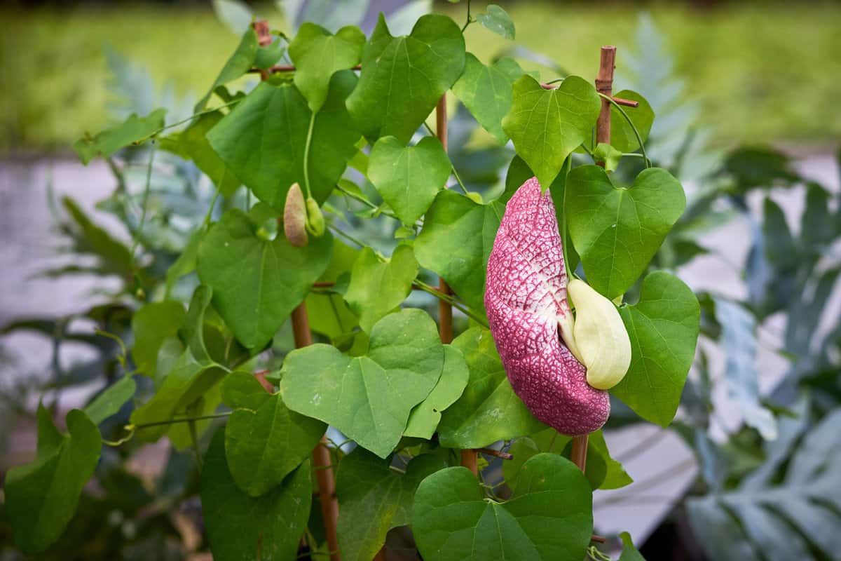 A gorgeous Dutchman's pipe planted in the garden