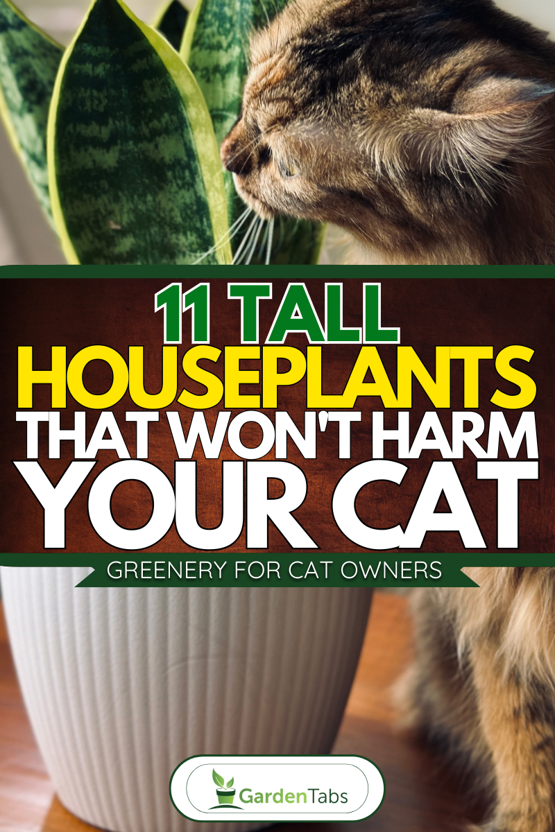 11 Tall Houseplants That Won't Harm Your Cat—Greenery for Cat Owners