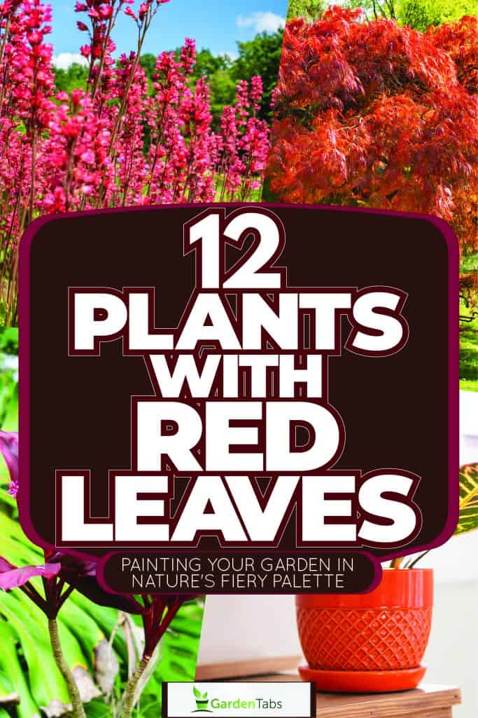 11 Plants With Red Leaves: Options To Add A Pop Of Color To Your Garden