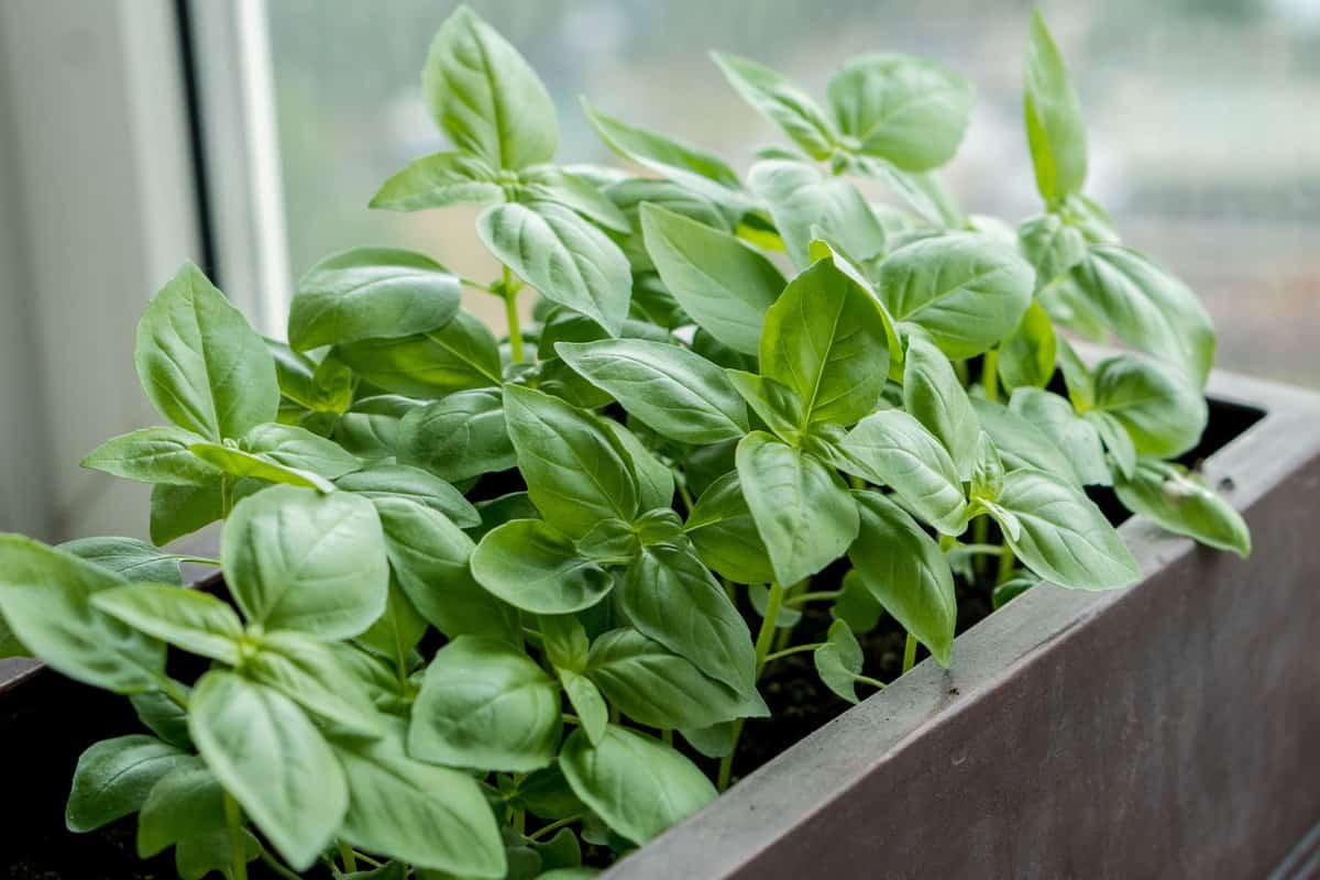 Basil placed in the windowsill