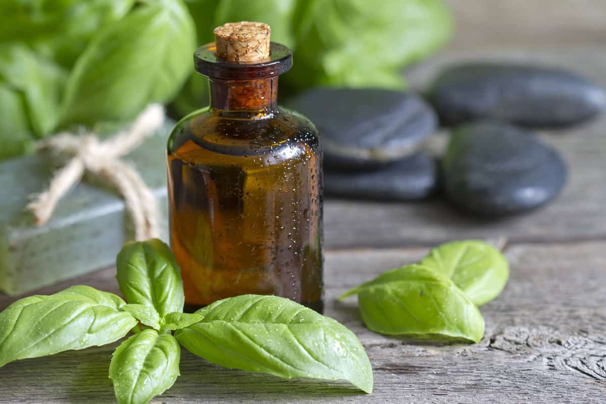 Herbal remedy offered by basil plant