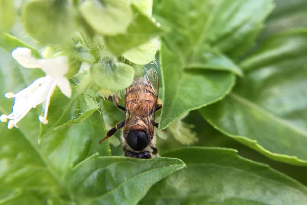 A bee landing on a basil flower